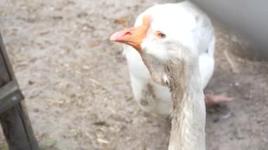 Beyaz bir kazın mavi gözü. Sarı gagalı kaz. İş olarak kaz yetiştirme kavramı.