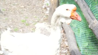 Kaz çitin arkasında kapalı. Çiftlikte evcil kaz yetiştiriyorlar. Kazlar temiz havada yürür