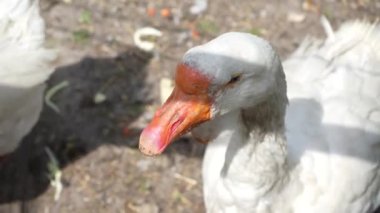 Kaz çitin arkasında kapalı. Çiftlikte evcil kaz yetiştiriyorlar. Kazlar temiz havada yürür