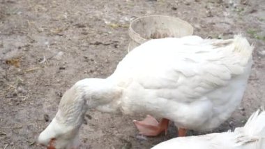 Kümes hayvanları tarım dalı olarak yetiştirilir. Bahçede beyaz yetişkin bir kaz, beyaz bir kovanın arka planında