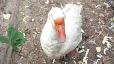 Beyaz bir kazın başı. Evcil kaz yetiştiriyorlar. Sarı gagalı kaz. Gıda endüstrisi için kaz yetiştiriciliği