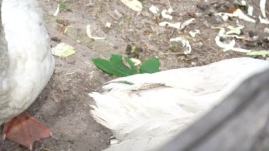 Kaz kanatlarının, bacaklarının ve kuyruğunun yakın çekimi. Kaz üstündeki beyaz tüyler. Kümes hayvanları tarım dalı olarak yetiştirilir.