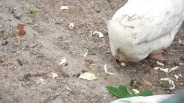 Kaz kanatlarının, bacaklarının ve kuyruğunun yakın çekimi. Kaz üstündeki beyaz tüyler. Kümes hayvanları tarım dalı olarak yetiştirilir.