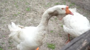 Kazlar çitin arkasında kapalı. Çiftlikte evcil kaz yetiştiriyorlar. Kazlar temiz havada yürür