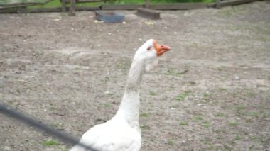 Bir kazın kafasının, boynunun ve kanatlarının yakın çekimi. Kaz üstündeki beyaz tüyler. Kümes hayvanları tarım dalı olarak yetiştirilir.