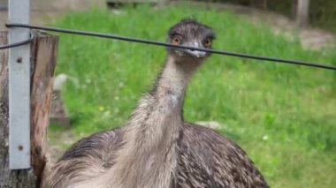 Yeşil arka planda bir devekuşunun başı. Tutsak büyük gri bir kuş. Vahşi kuşların üremesi