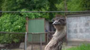 Hayvanat bahçesindeki çitlerin arkasında bir Emu 'nun yüzünü yakından gören memeliler kafalarını çitlere dayarlar. Kuşların geniş görünümü uzun boyun ve kafa.