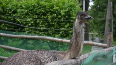 Çitin arkasında büyük bir kuş var. Evde Emu kuşu var. Bir çit arka planında Emu kafası yakın plan