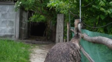 Bir emu kuşu kapalı bir alanda yürüyor. Hayvanat bahçesindeki devekuşu bir koç yüksekliğindedir. Esaret altında büyük bir kuş