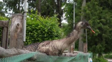 Çitin arkasında büyük bir kuş var. Evde Emu kuşu var. Bir çit arka planında Emu kafası yakın plan