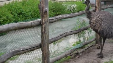 Bir emu kuşu kapalı bir alanda yürüyor. Hayvanat bahçesindeki devekuşu bir koç yüksekliğindedir. Esaret altında büyük bir kuş