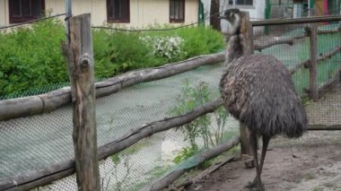 Bir emu kuşu kapalı bir alanda yürüyor. Hayvanat bahçesindeki devekuşu bir koç yüksekliğindedir. Esaret altında büyük bir kuş