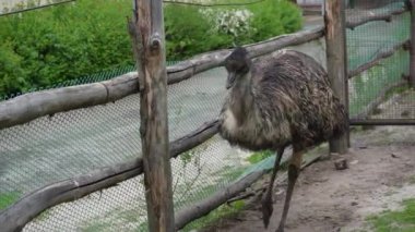 Bir emu kuşu kapalı bir alanda yürüyor. Hayvanat bahçesindeki devekuşu bir koç yüksekliğindedir. Esaret altında büyük bir kuş