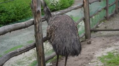 Bir emu kuşu kapalı bir alanda yürüyor. Hayvanat bahçesindeki devekuşu bir koç yüksekliğindedir. Esaret altında büyük bir kuş