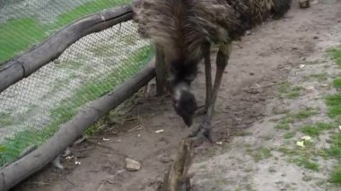Bir emu kuşu kapalı bir alanda yürüyor. Hayvanat bahçesindeki devekuşu bir koç yüksekliğindedir. Esaret altında büyük bir kuş
