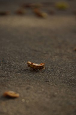 Aesculus hipocastanum, kahverengi at kestanesi, yerde olgunlaşmış meyveler. Kırık dikenli kabuğun parçaları etrafa saçılmış. Asfalt uzak plan üzerinde kestane kabuğu, yakın fotoğraf