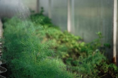 Sulama yatakları temizler. Çiftçi bahçedeki dereotlarını suluyor. Yeşillik sebze yeme kavramı. Mevsimlik kır kır evi hayatı. Hortumla sulama bahçesi