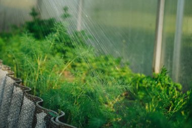 Sulama yatakları temizler. Çiftçi bahçedeki dereotlarını suluyor. Yeşillik sebze yeme kavramı. Mevsimlik kır kır evi hayatı. Hortumla sulama bahçesi