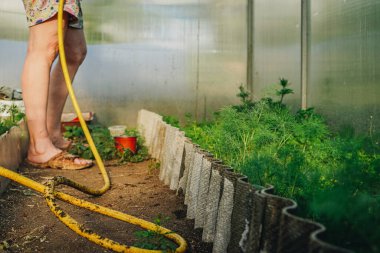 Kendi kendine tedarik ve ev işi konsepti. Bir bahçıvan, modern seraya karşı maydanoz, havuç ve dereotla dolu bir sebze bahçesini suluyor. Organik bahçecilik ve sağlıklı yiyecekler.