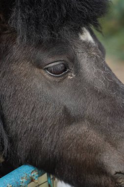 Siyah midilli kafası yakın plan. At gözleri, burnu ve yelesi. Midillilerin can yakan bakışları. Hayvan kafası. Küçük bir midilli, bir hayvanla bir insan arasındaki güçlü arkadaşlığa bir örnek.