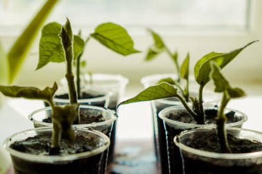 Sağlıklı fideler. Pencerede çömlek içinde küçük fideler, yakın plan. Hobi bahçıvanlığı. Evdeki pencere eşiğinde sebze yetiştiriyor.