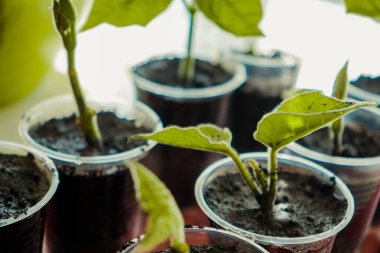 Sağlıklı fideler. Pencerede çömlek içinde küçük fideler, yakın plan. Hobi bahçıvanlığı. Evdeki pencere eşiğinde sebze yetiştiriyor.
