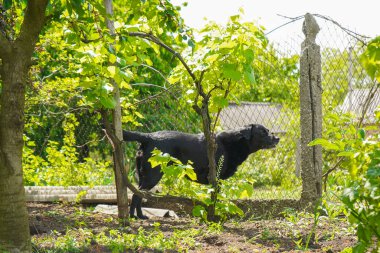 Doğadaki büyük siyah köpek labrador retriever. Bahçede yürüyen bir köpek. Labrador Retriever dışarıda oynuyor ve bir şey arıyor.