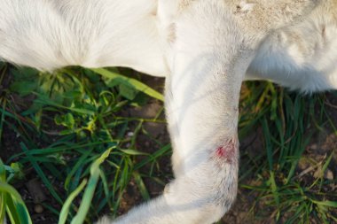 Pençesinde köpek yarası var. Arka bacağında yara var. Yaralı köpekler pençelerini yaklaştırın. Hayvanların bacağında kan. Veterinerlik ya da ilk yardım gereksinimi