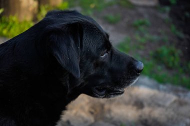 Labrador Retriever dışarıda keten arka planda oynarken yan bakıyor. Doğadaki büyük siyah köpek labrador retriever. Köpek evde değil.