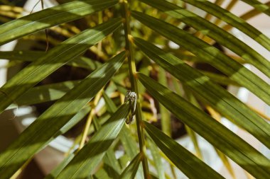 Elmaslı zarif altın bir yüzük. Yeşil yapraklı bir yüzük. Nişan yüzüğü yakın plan.