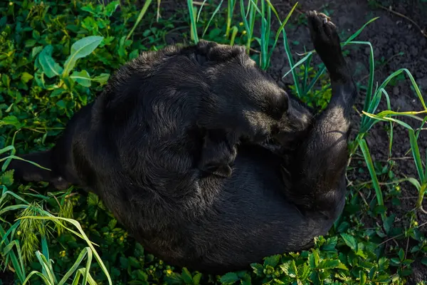 Av köpeği kendini yalıyor. Labrador dışarıda oynuyor. Doğadaki büyük siyah köpek labrador retriever. Köpek bahçede oturuyor.