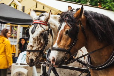 Prag, Çek Cumhuriyeti - 11 Mayıs 2019: Turistler yürürken bir kaldırım taşı caddesinde bir at arabası bekliyor. Prag 'da turistik yerler