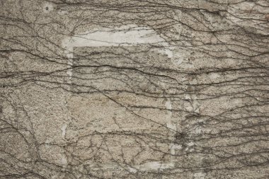 Viyana, Avusturya - 12 Mayıs 2019 Gri binadaki ölü parazit fabrikası. Beton duvarda asma var. Kuru bir bitki eski duvarın arka planına doğru dönüyor.