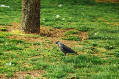 Prag, Çek Cumhuriyeti - 11 Mayıs 2019: Avrasya kargası olarak da bilinen batı kargası Coloeus monedula. Çimenlerde yürüyen güzel bir kuş. Parkta Avrupalı bir kuş