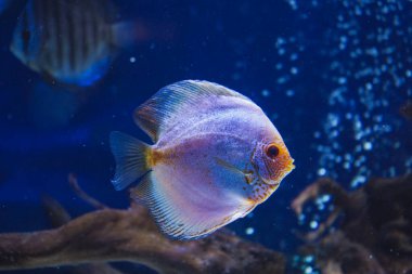 Discus, akvaryumda renkli cichlids, Amazon havzasında yaşayan tatlı su balığı. Akvaryumdaki renkli, parlak balıklar. Bir çeşit deniz balığı.