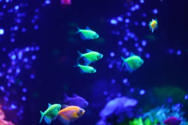 Neon ışıklı, karanlık bir akvaryumda parlayan güzel bir balık sürüsü. Glofish tetra. Arka plan bulanık. Seçici odaklanma. Su altı yaşamı