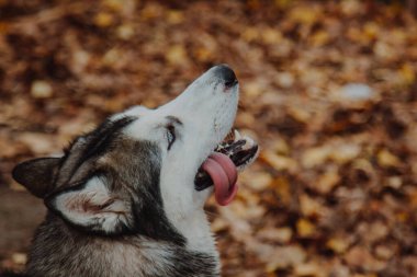 Ağzını açarak. Dili çıkmış bir köpek. Düşen yaprakların arka planında Husky 'nin yakın çekimi