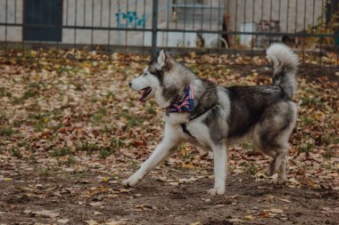 Çerçeve uzun bir kabuğu gösteriyor. Sonbahar yaprakları yere saçılmış bir köpek. Tasmasız bir köpek doğada yürür.