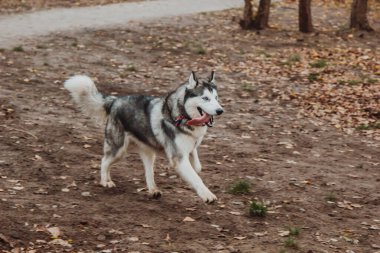 Ağzını açarak. Dili çıkmış bir köpek. Düşen yaprakların arka planında Husky 'nin yakın çekimi