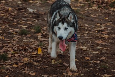 Ağzını açarak. Dili çıkmış bir köpek. Düşen yaprakların arka planında Husky 'nin yakın çekimi