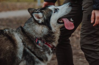 İnsanlar evcil hayvanlarını özel otlaklarda gezdirirler. Hayvanlar tanışır, oynar, koşar, eğlenir. Dili dışarı fırlamış ağızlık çerçeveye bakar.
