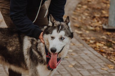 Dili çıkmış bir köpek. Mavi gözlü kurt, yakından bak. Köpeğin ağzı beyazla beyazdır. Ağzı açık bir Husky.