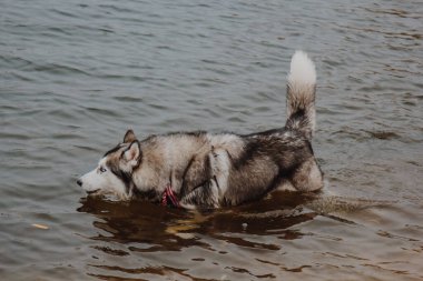 Husky ayakları gölde ve su içiyor. Gölette şirin gri ve beyaz bir kurt. Kalın kürklü bir köpek nehirde yürüyor.