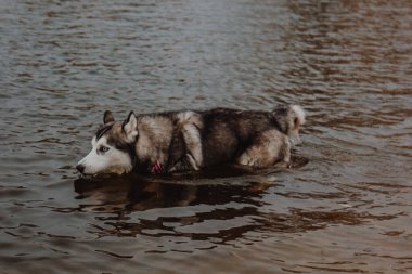 Gölette şirin gri ve beyaz bir kurt. Kalın kürklü bir köpek suda yüzüyor. Husky gölde yüzüyor.