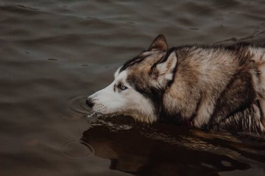 Gölette şirin gri ve beyaz bir kurt. Kalın kürklü bir köpek suda yüzüyor. Husky gölde yüzüyor.