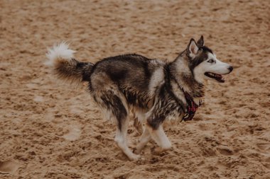 Husky kumda koşar. Nehir kenarındaki büyük tüylü gri köpek. Köpek temiz havada koşar.