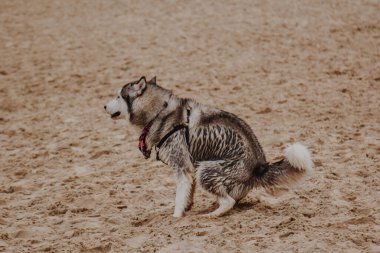 Husky kıyıya sıçıyor. Köpek kuma sıçıyor.