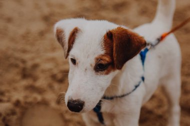 Jack Russell Terrier köpeği. Mutlu bir köpek kumda yürür. Beyaz, sarı benekli, küçük, yakın plan bir köpek.