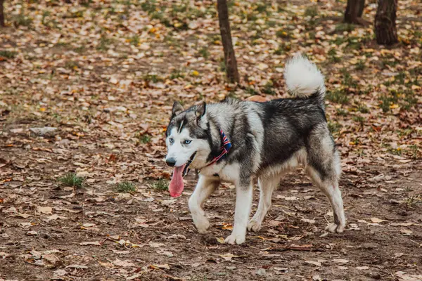 Parktaki sokakta bir köpek. Sonbahar manzaralarının arka planında iri yapılı. Parktaki oyuncu köpek.