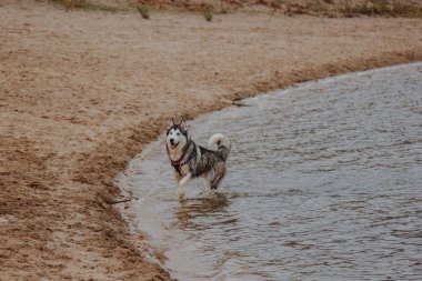 Köpek temiz havada koşar. Husky kumda koşar. Nehir kenarındaki büyük tüylü gri köpek.